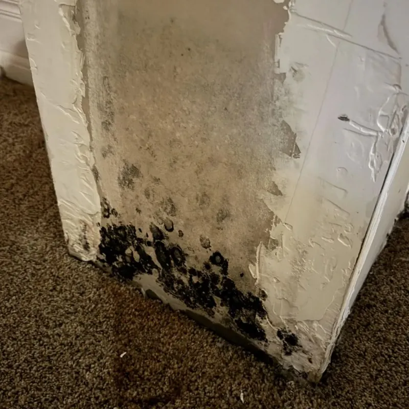 Professional Mold Removal in Polk County, TX